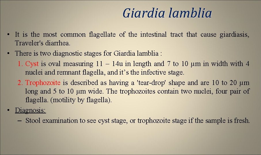 Giardia lamblia • It is the most common flagellate of the intestinal tract that