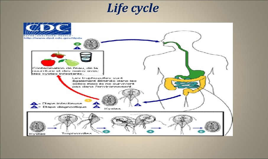 Life cycle 