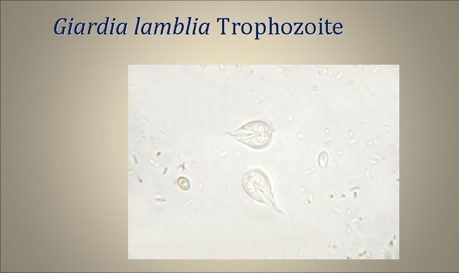 Giardia lamblia Trophozoite 