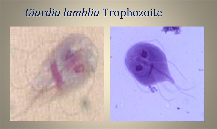 Giardia lamblia Trophozoite 
