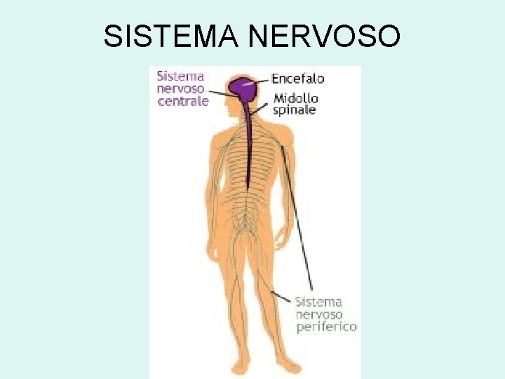 SISTEMA NERVOSO 