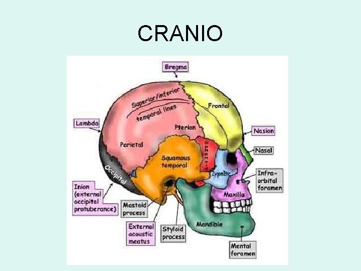 CRANIO 