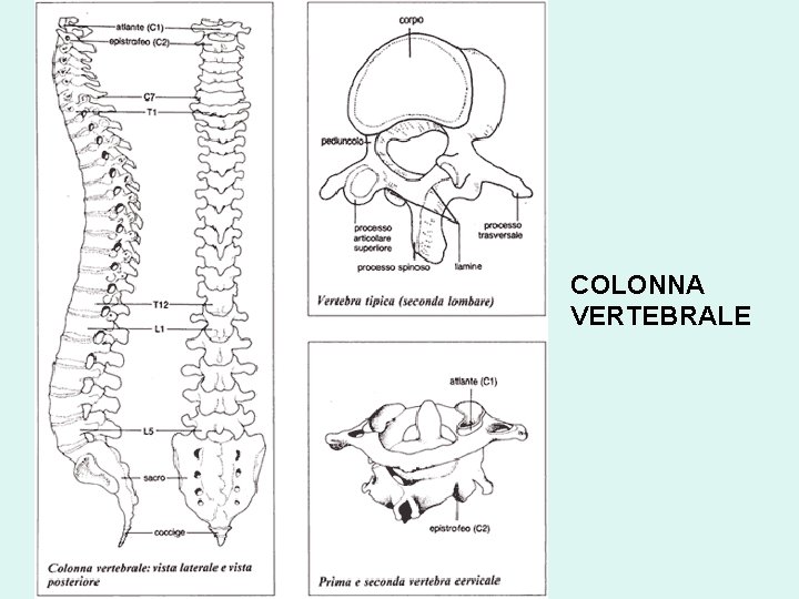 COLONNA VERTEBRALE 