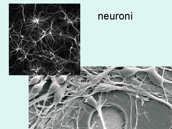 neuroni 