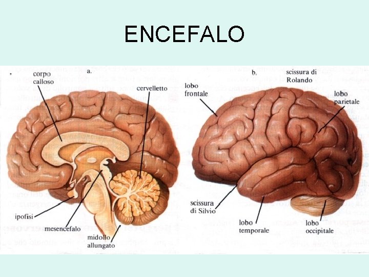 ENCEFALO 