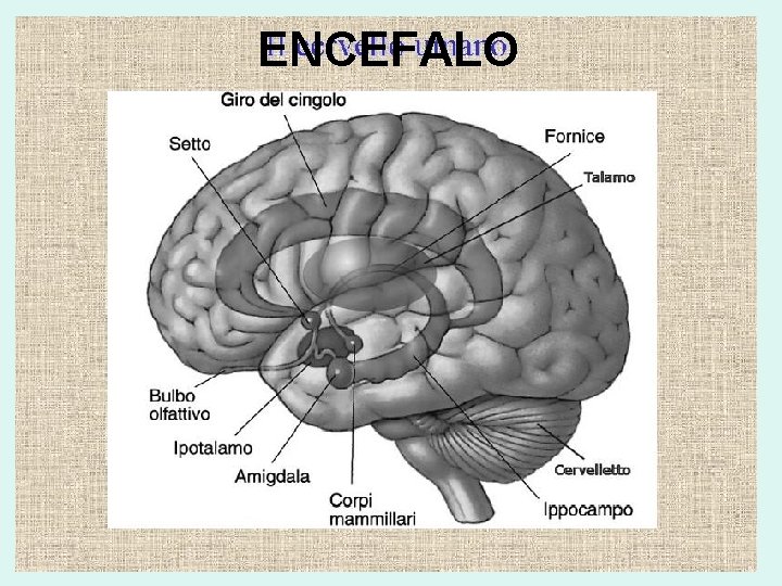 ENCEFALO 