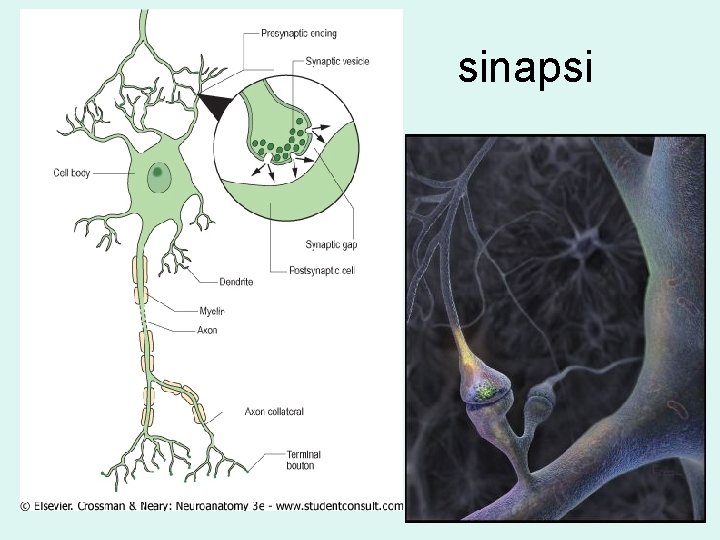 sinapsi 