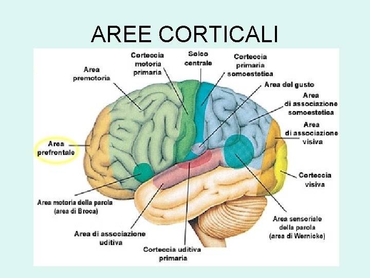 AREE CORTICALI 