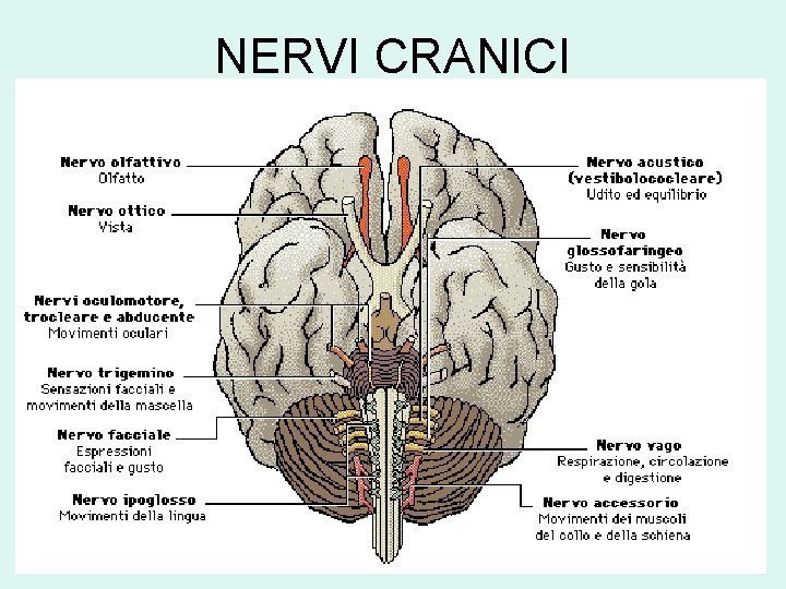 NERVI CRANICI 