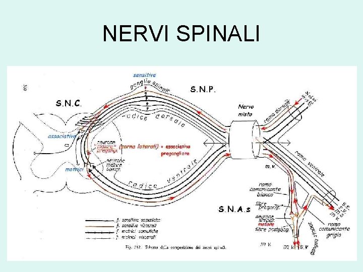 NERVI SPINALI 