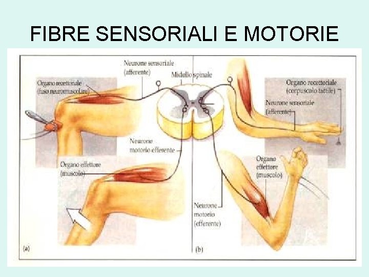 FIBRE SENSORIALI E MOTORIE • FIBRE SENSORIALI E MOTORIE 