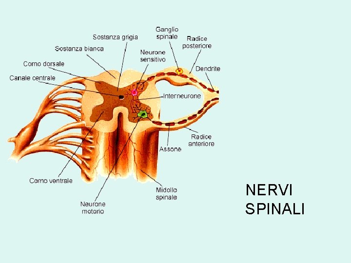 NERVI SPINALI 