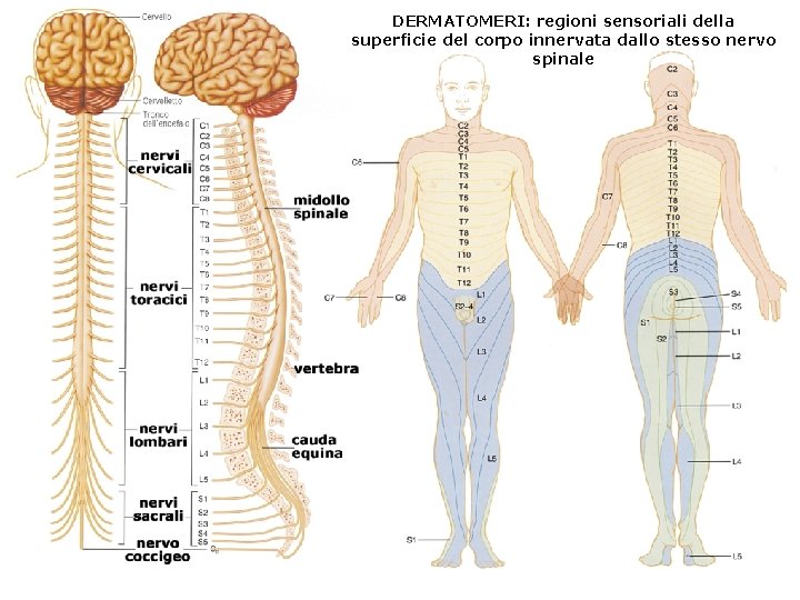 DERMATOMERI: regioni sensoriali della superficie del corpo innervata dallo stesso nervo spinale 