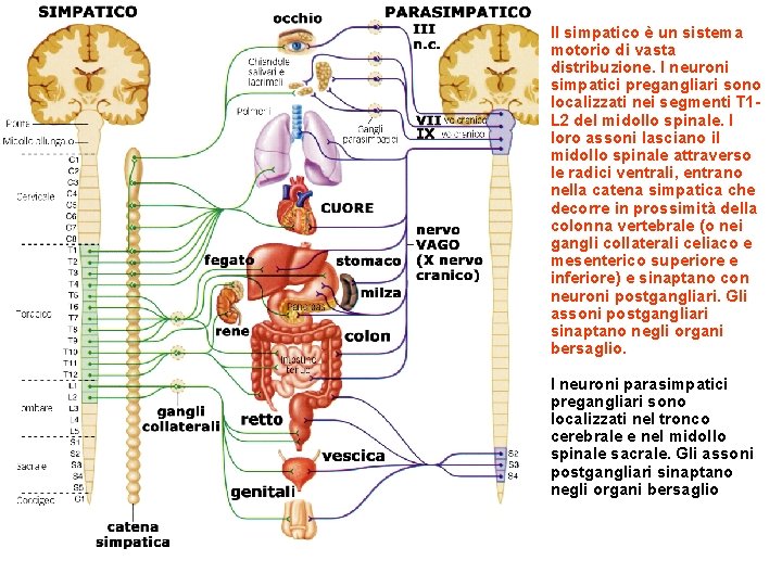 Il simpatico è un sistema motorio di vasta distribuzione. I neuroni simpatici pregangliari sono