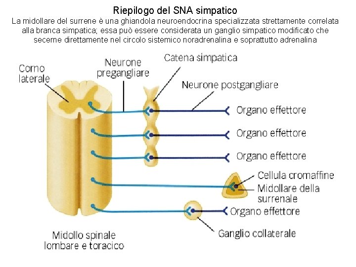 Riepilogo del SNA simpatico La midollare del surrene è una ghiandola neuroendocrina specializzata strettamente