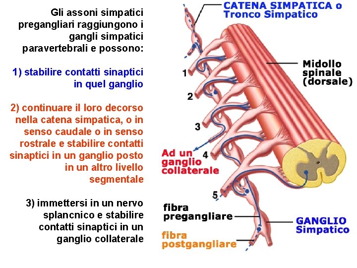 Gli assoni simpatici pregangliari raggiungono i gangli simpatici paravertebrali e possono: 1) stabilire contatti