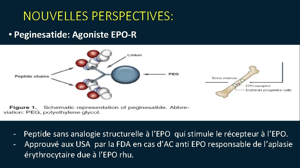 NOUVELLES PERSPECTIVES: • Peginesatide: Agoniste EPO-R - Peptide sans analogie structurelle à l’EPO qui