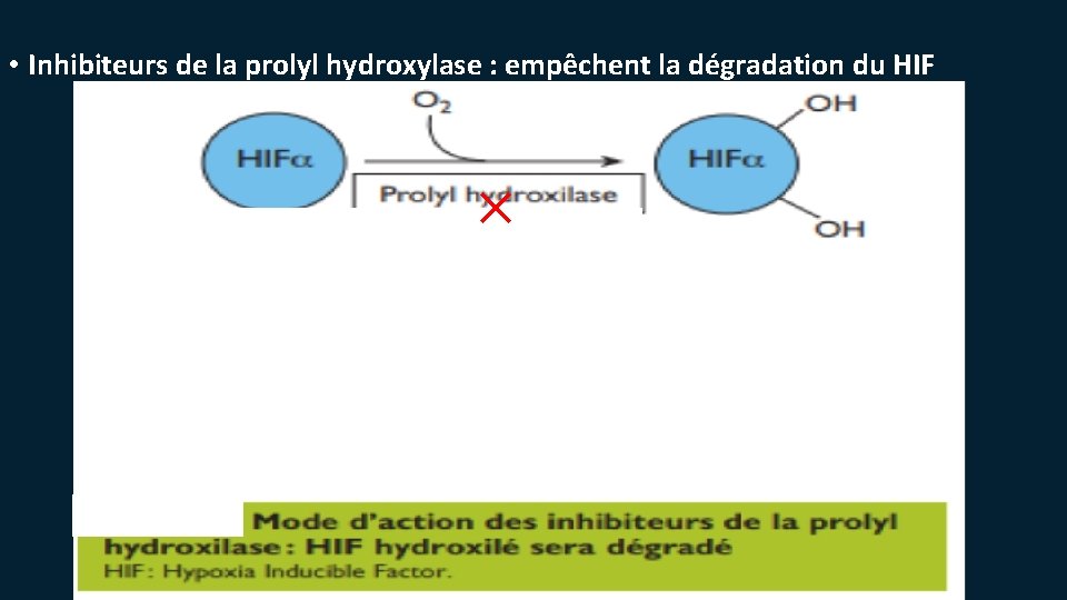  • Inhibiteurs de la prolyl hydroxylase : empêchent la dégradation du HIF ×