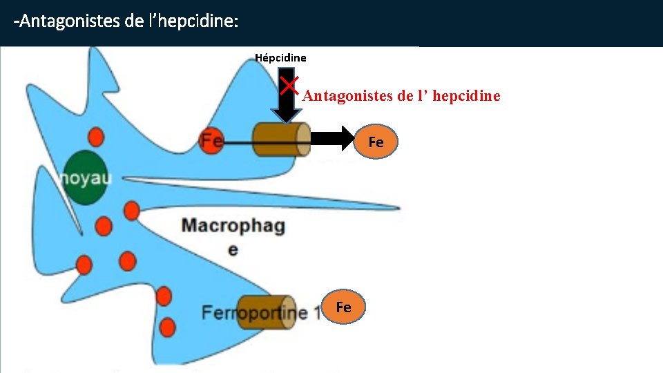 -Antagonistes de l’hepcidine: Hépcidine × Antagonistes de l’ hepcidine Fe Fe 