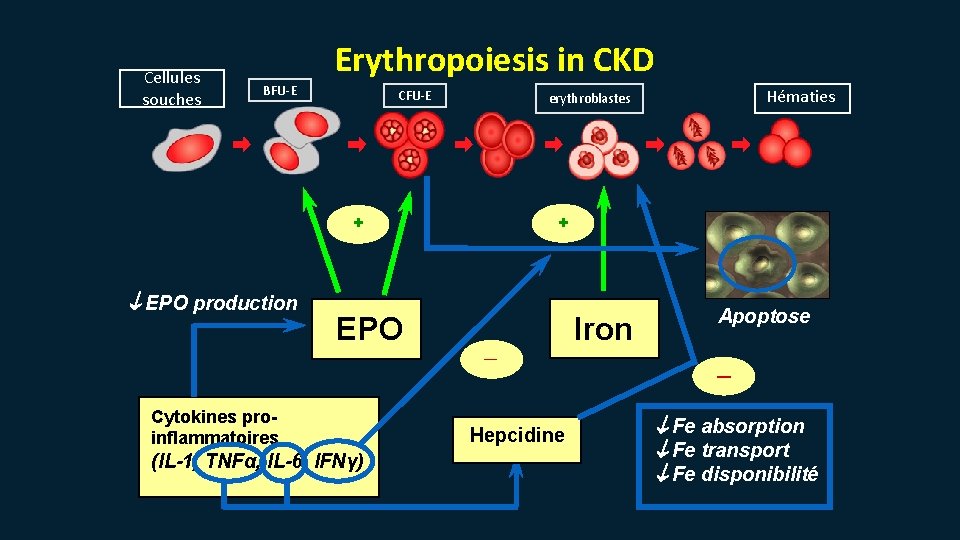 Cellules souches Erythropoiesis in CKD BFU-E CFU-E + + EPO production Iron EPO ─