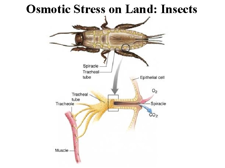 Osmotic Stress on Land: Insects 