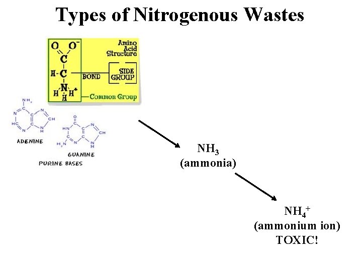 Types of Nitrogenous Wastes NH 3 (ammonia) NH 4+ (ammonium ion) TOXIC! 