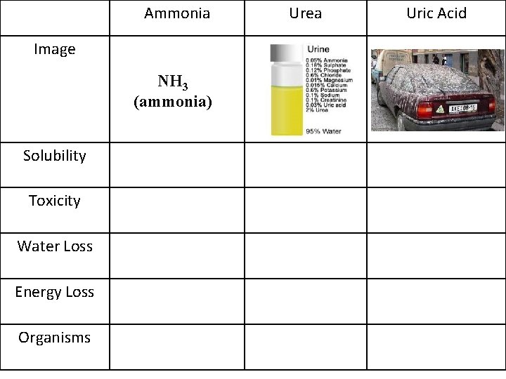 Ammonia Image NH 3 (ammonia) Solubility Toxicity Water Loss Energy Loss Organisms Urea Uric