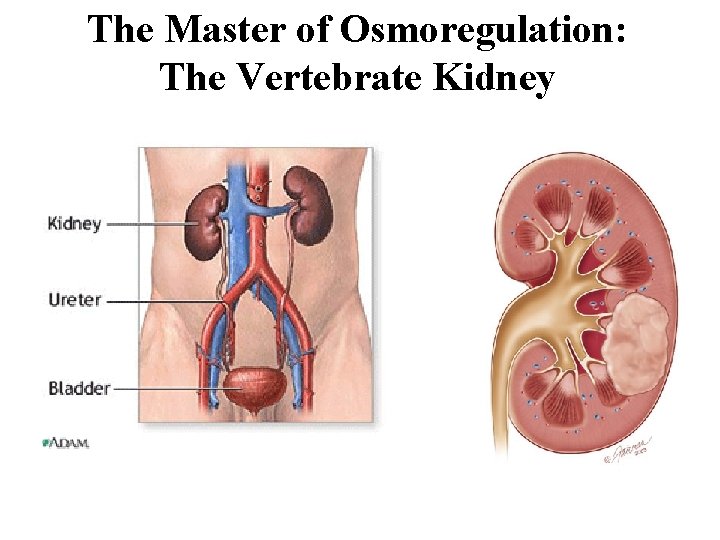 The Master of Osmoregulation: The Vertebrate Kidney 