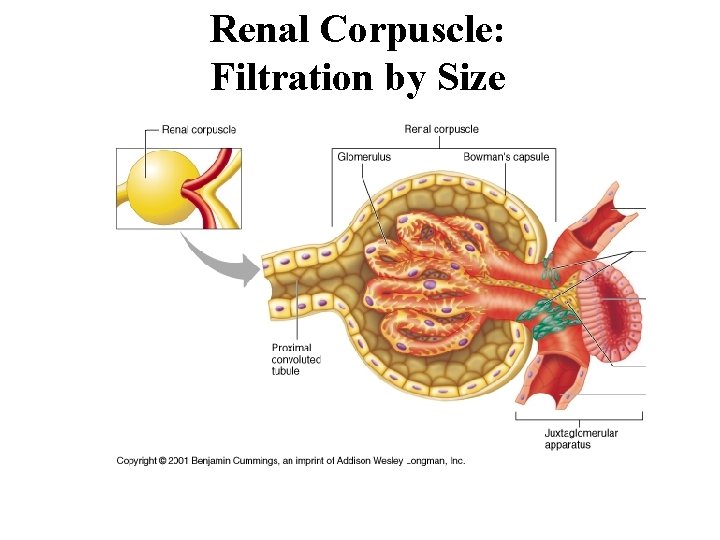 Renal Corpuscle: Filtration by Size 