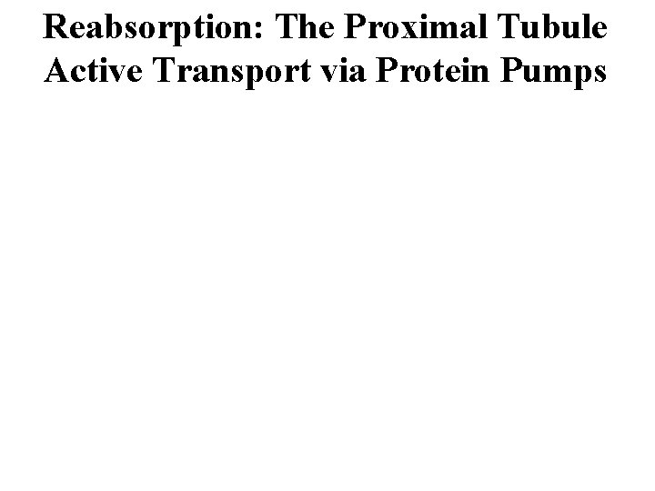 Reabsorption: The Proximal Tubule Active Transport via Protein Pumps 
