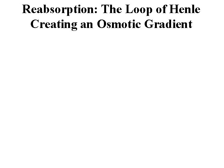 Reabsorption: The Loop of Henle Creating an Osmotic Gradient 