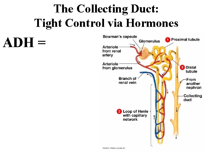 The Collecting Duct: Tight Control via Hormones ADH = 