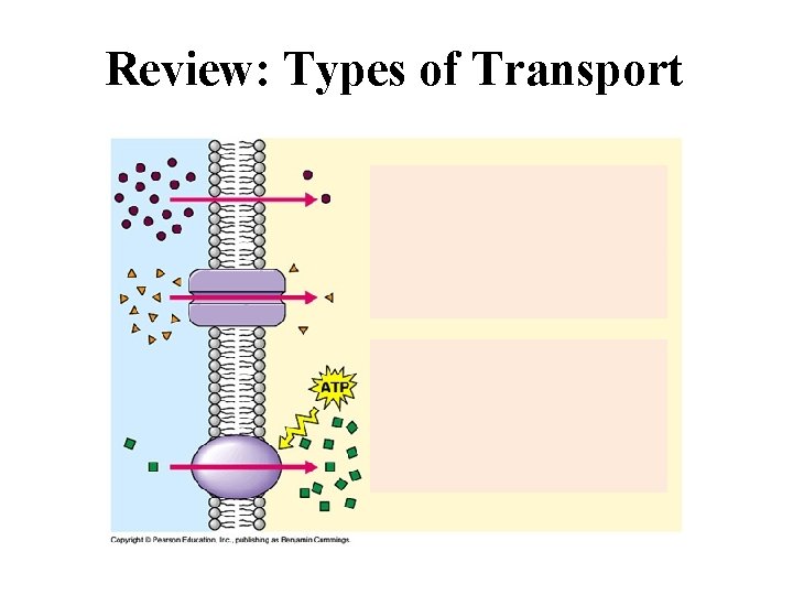 Review: Types of Transport 