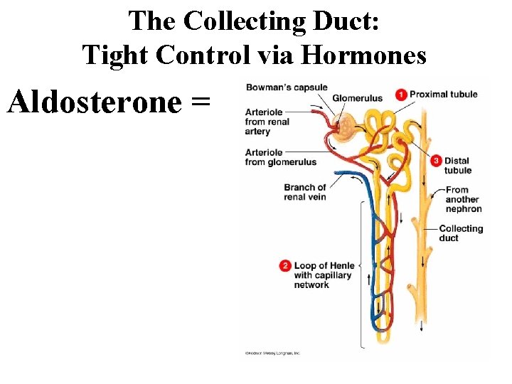 The Collecting Duct: Tight Control via Hormones Aldosterone = 