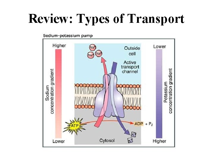 Review: Types of Transport 