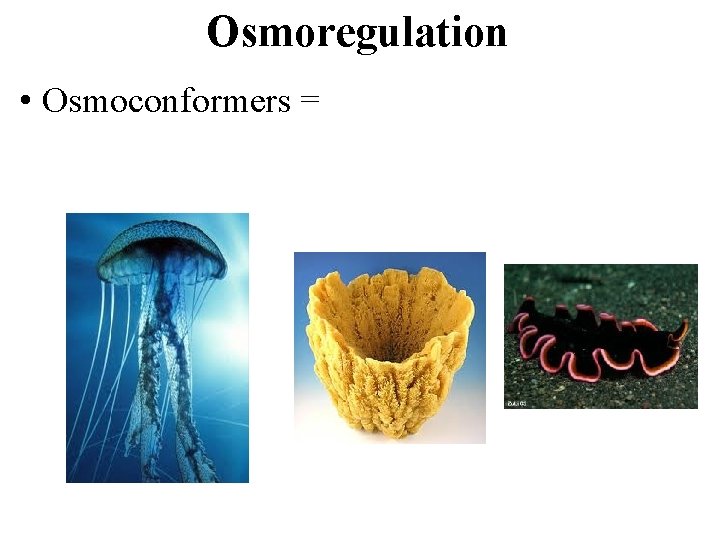 Osmoregulation • Osmoconformers = 
