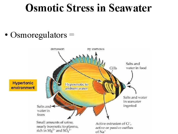 Osmotic Stress in Seawater • Osmoregulators = Hypertonic environment 