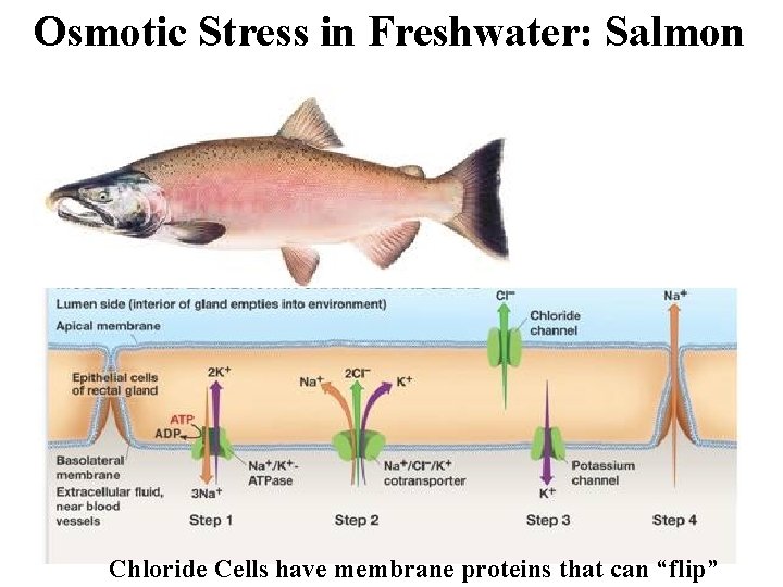 Osmotic Stress in Freshwater: Salmon Chloride Cells have membrane proteins that can “flip” 