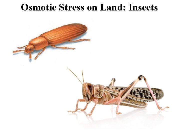 Osmotic Stress on Land: Insects 