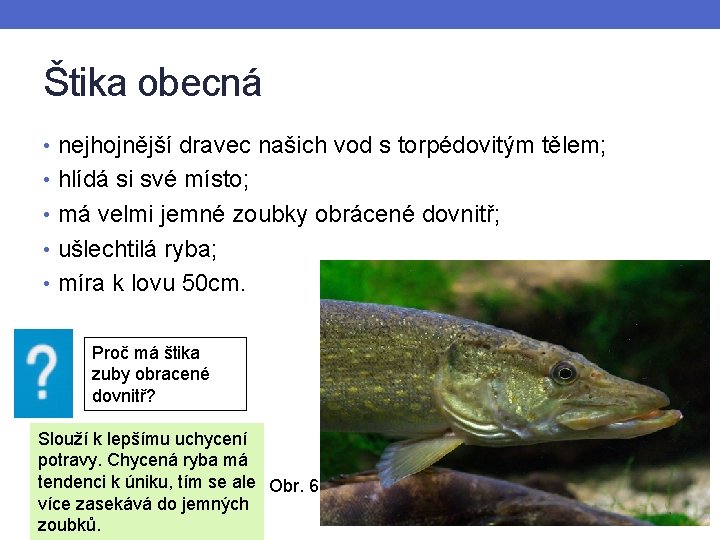 Štika obecná • nejhojnější dravec našich vod s torpédovitým tělem; • hlídá si své