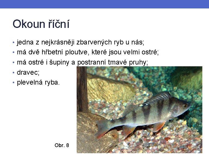 Okoun říční • jedna z nejkrásněji zbarvených ryb u nás; • má dvě hřbetní