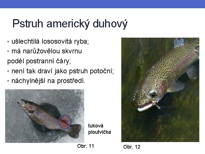 Pstruh americký duhový • ušlechtilá lososovitá ryba; • má narůžovělou skvrnu podél postranní čáry;