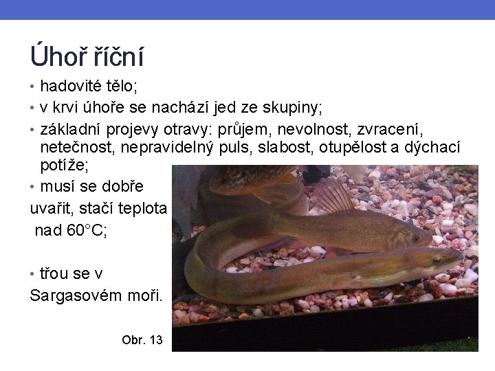 Úhoř říční • hadovité tělo; • v krvi úhoře se nachází jed ze skupiny;