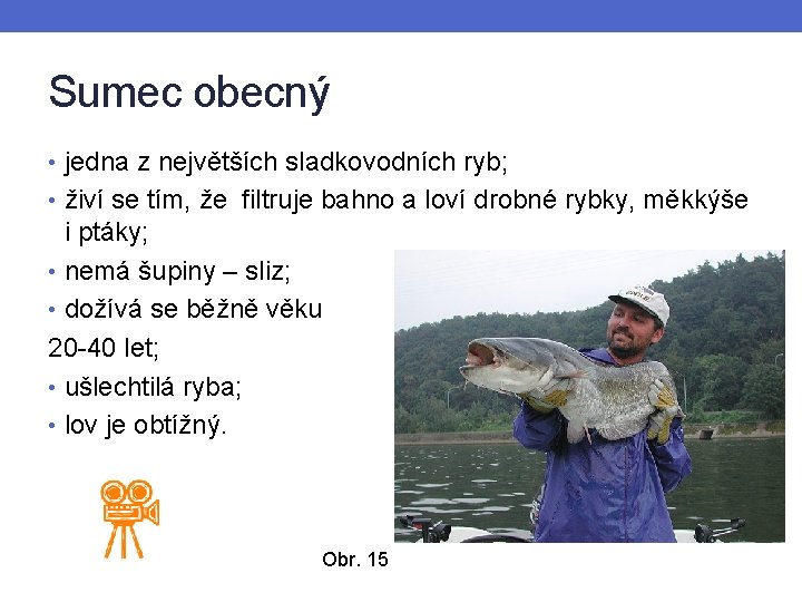 Sumec obecný • jedna z největších sladkovodních ryb; • živí se tím, že filtruje