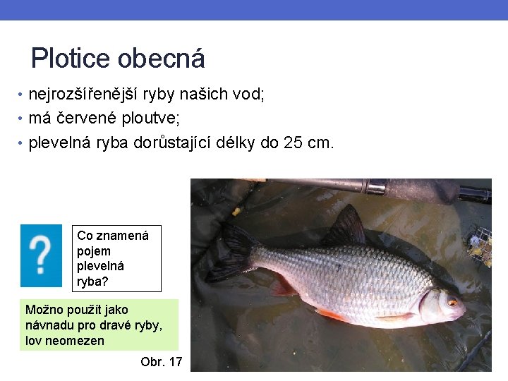 Plotice obecná • nejrozšířenější ryby našich vod; • má červené ploutve; • plevelná ryba
