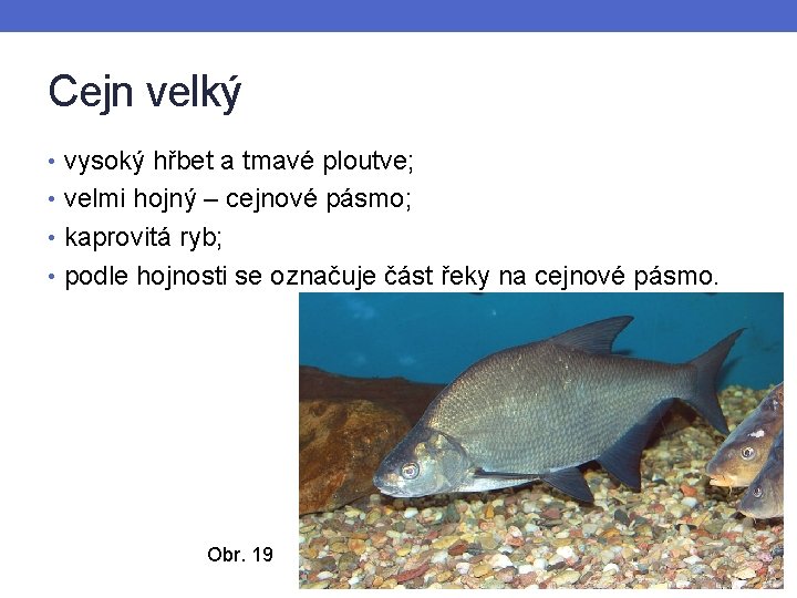 Cejn velký • vysoký hřbet a tmavé ploutve; • velmi hojný – cejnové pásmo;