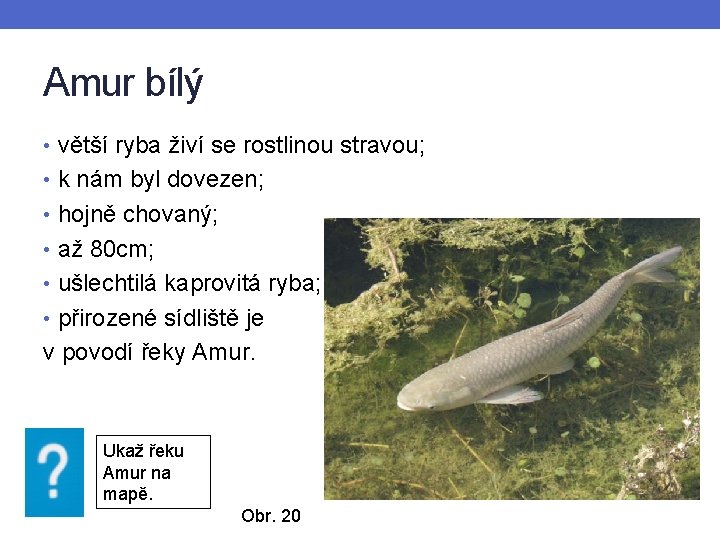 Amur bílý • větší ryba živí se rostlinou stravou; • k nám byl dovezen;