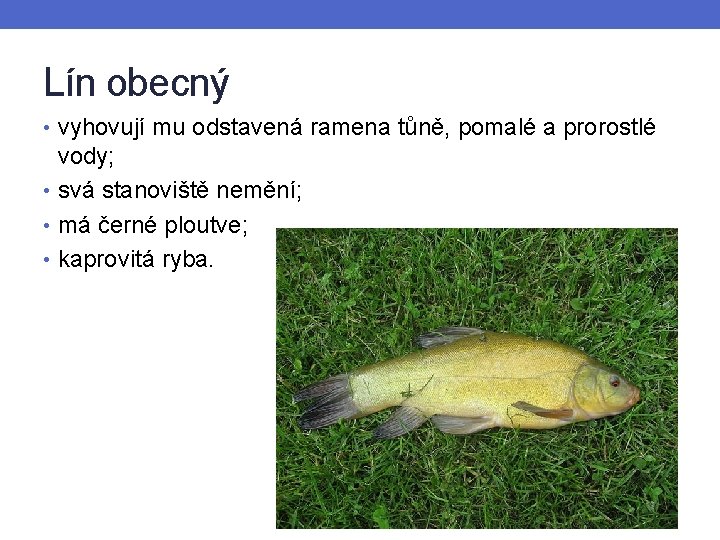 Lín obecný • vyhovují mu odstavená ramena tůně, pomalé a prorostlé vody; • svá