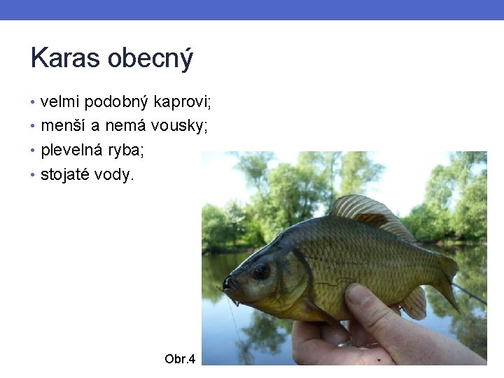 Karas obecný • velmi podobný kaprovi; • menší a nemá vousky; • plevelná ryba;