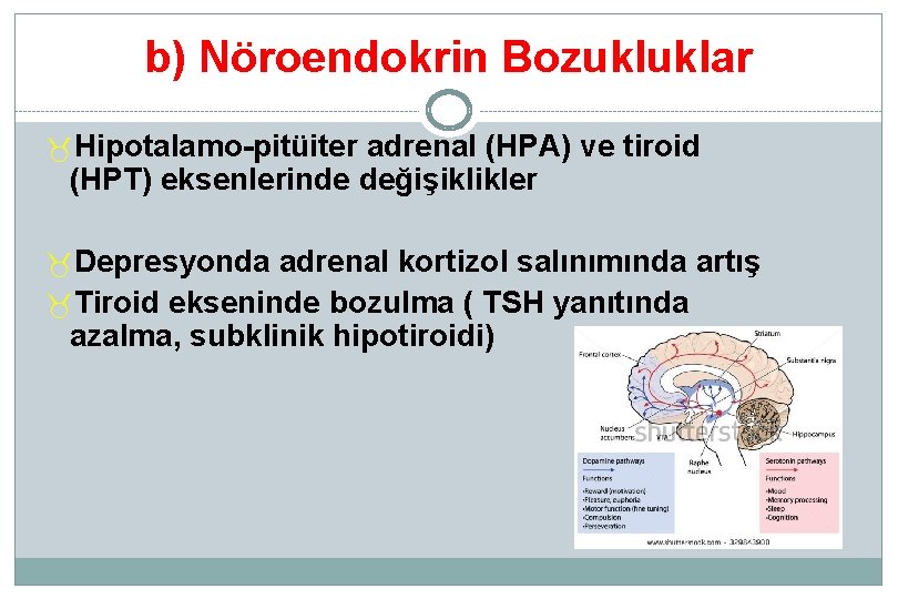 b) Nöroendokrin Bozukluklar _Hipotalamo-pitüiter adrenal (HPA) ve tiroid (HPT) eksenlerinde değişiklikler _Depresyonda adrenal kortizol